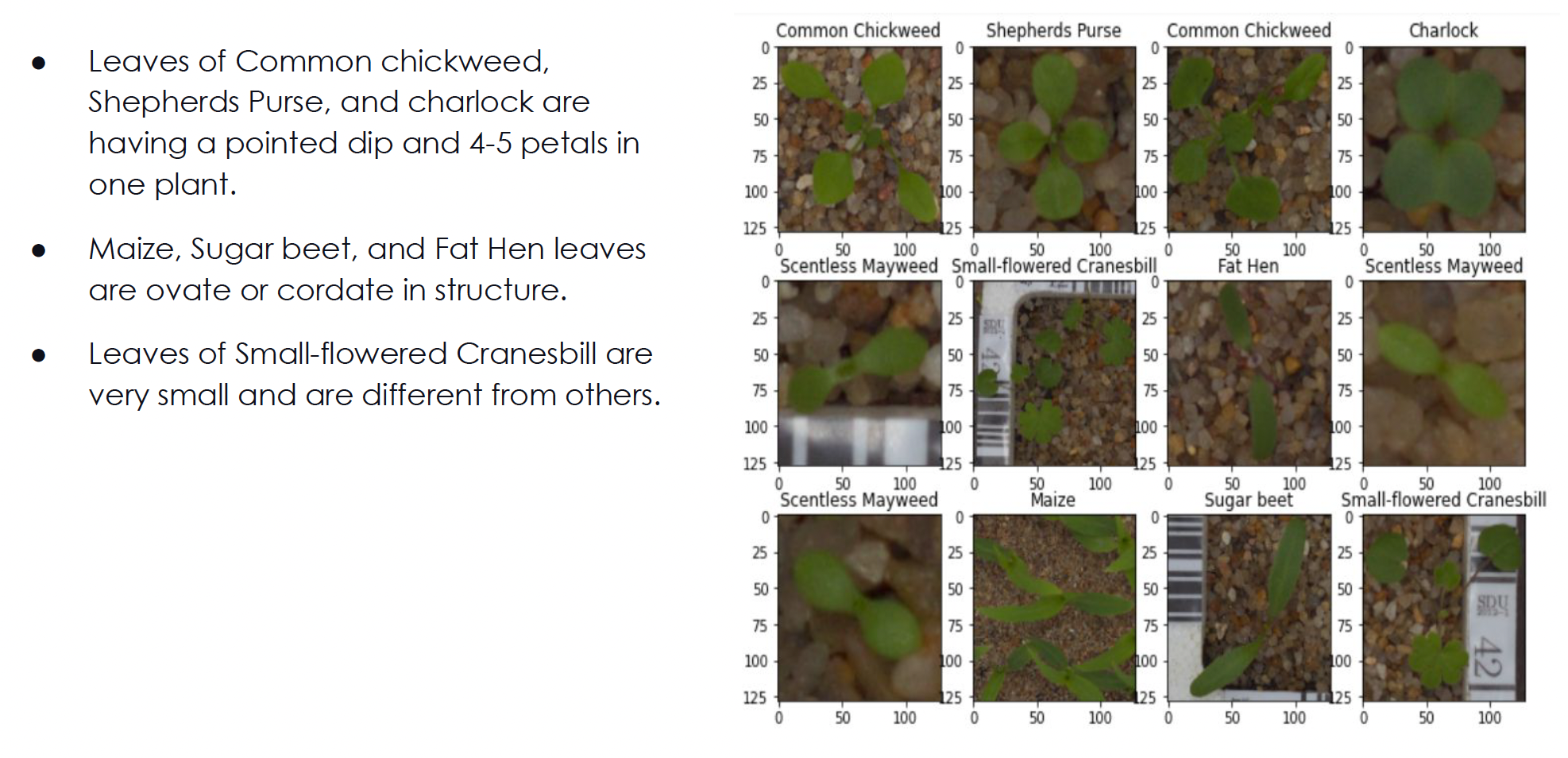 Plant Seedling Classification